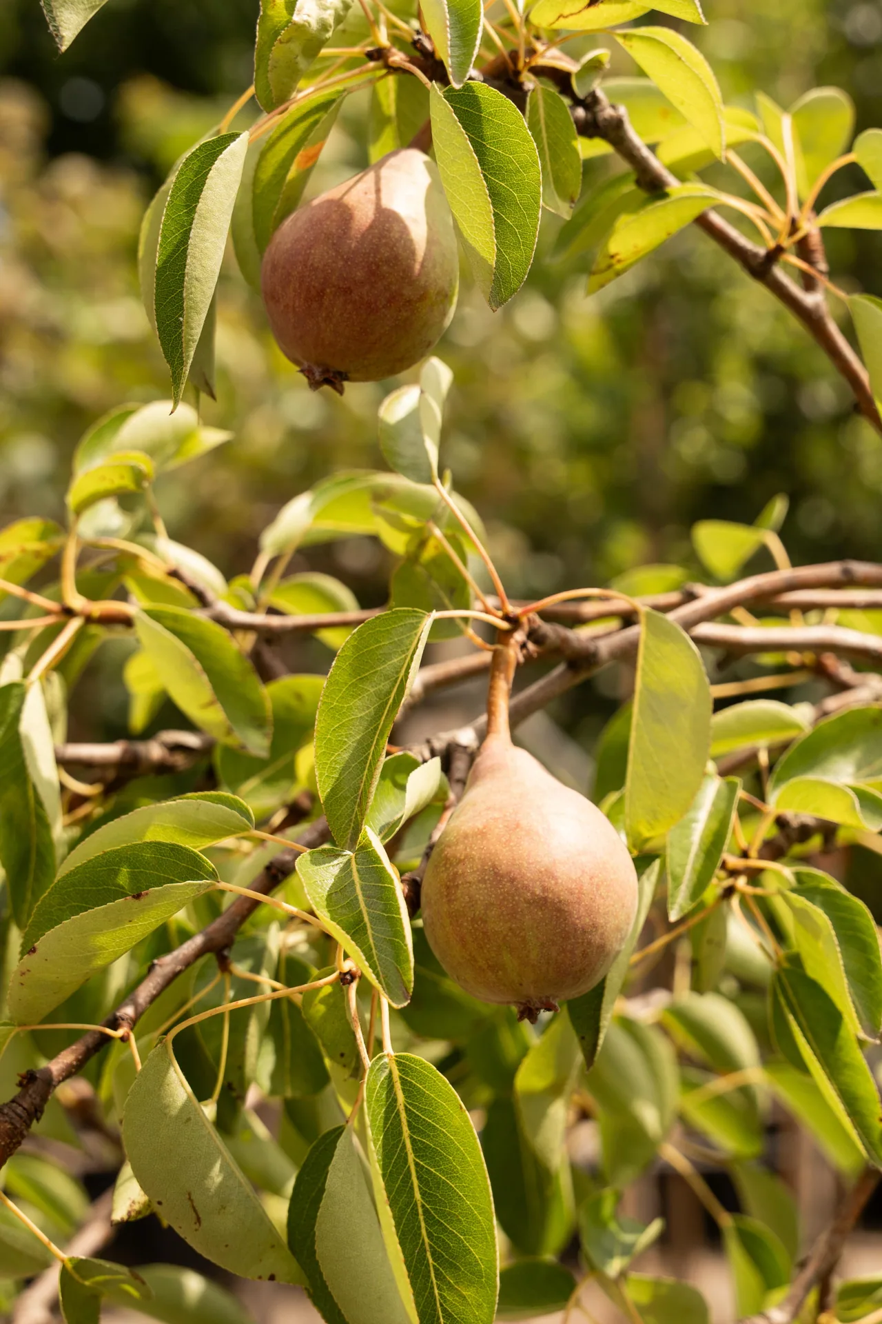 Peer fruitboom