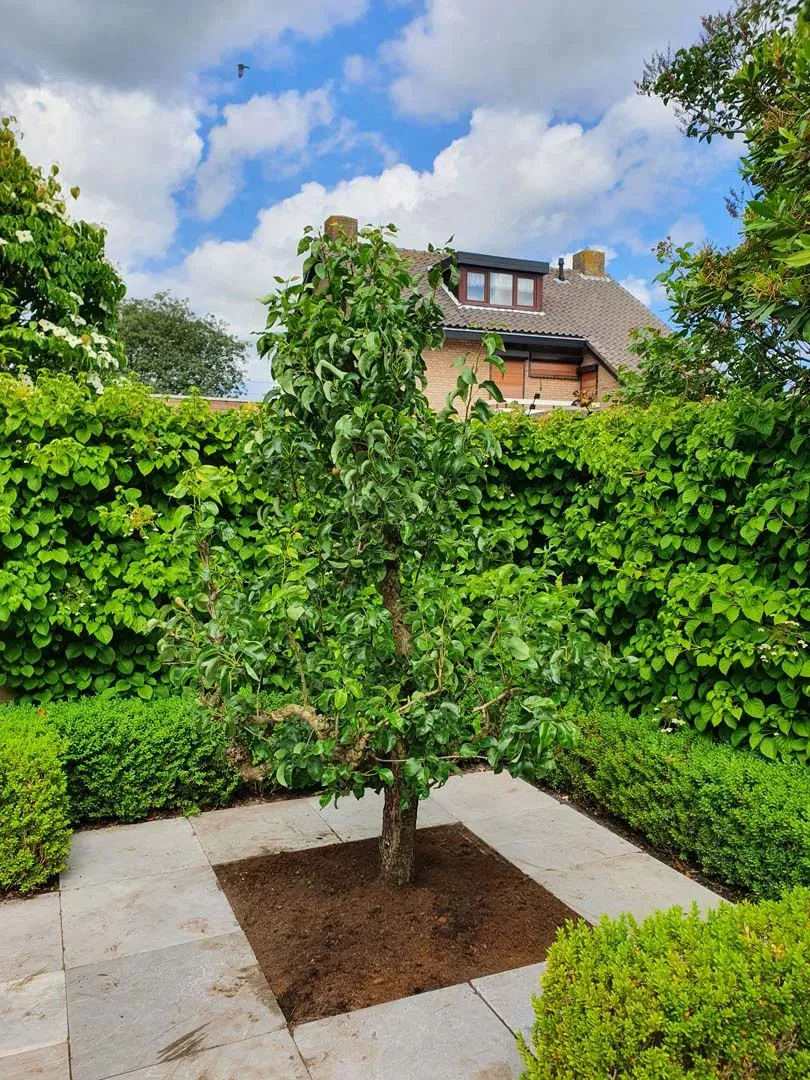 Laagstam fruitboom