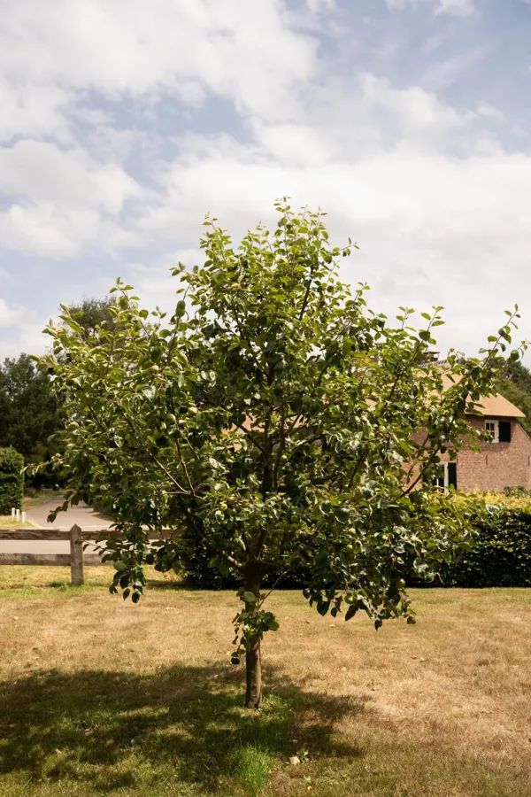 Halfstam fruitbomen