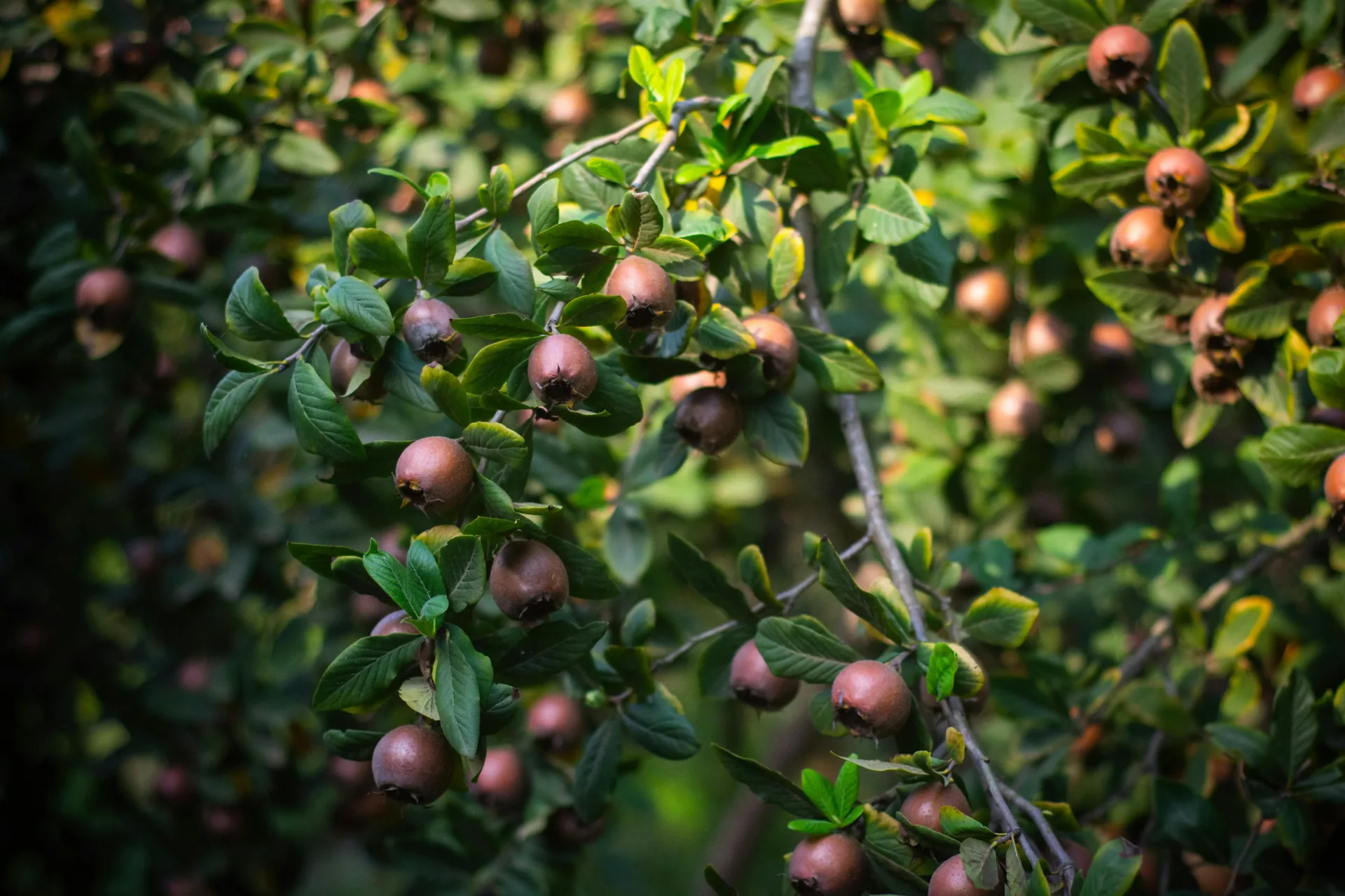 Mispel fruitboom