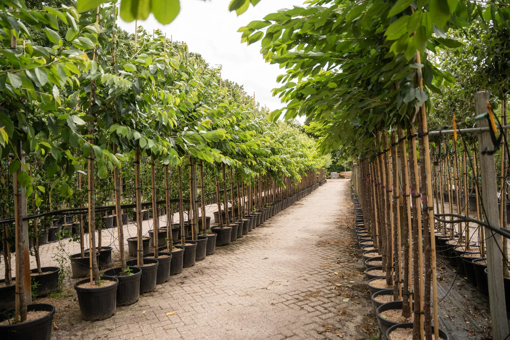 Hoogstam fruitboom