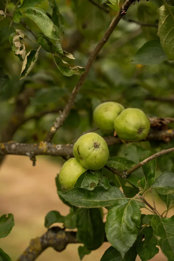Appels aan de boom