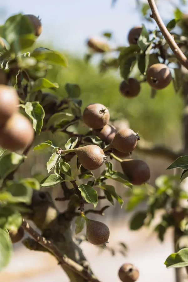 Peren aan een oude perenboom