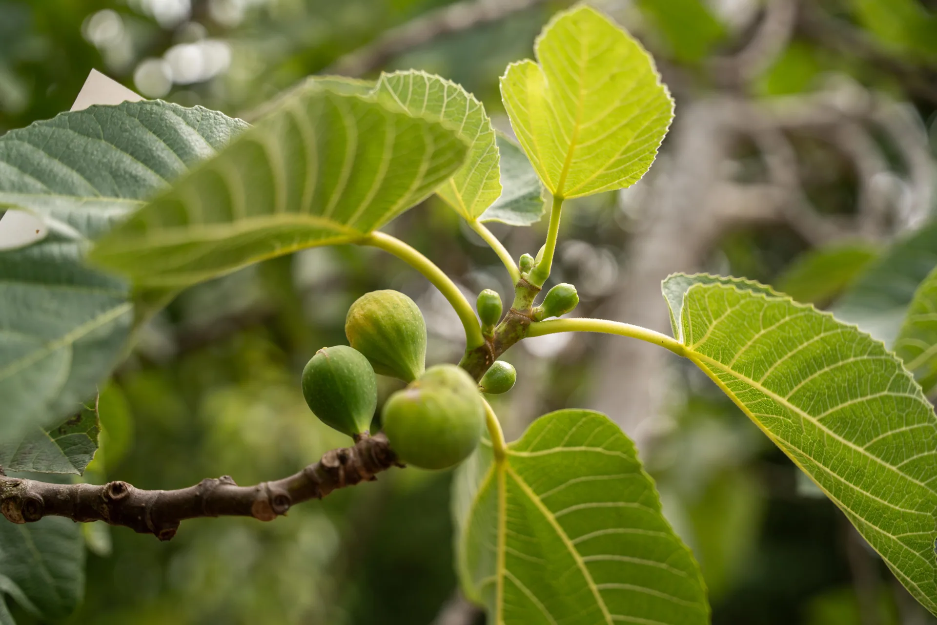 Vijg fruitboom