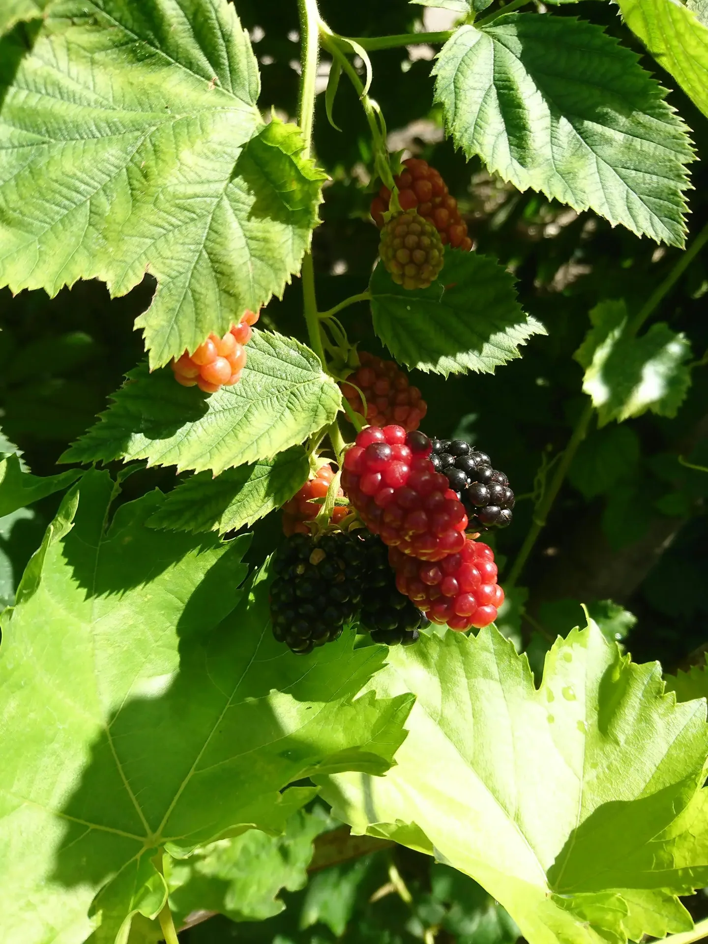 Moerbei fruitboom
