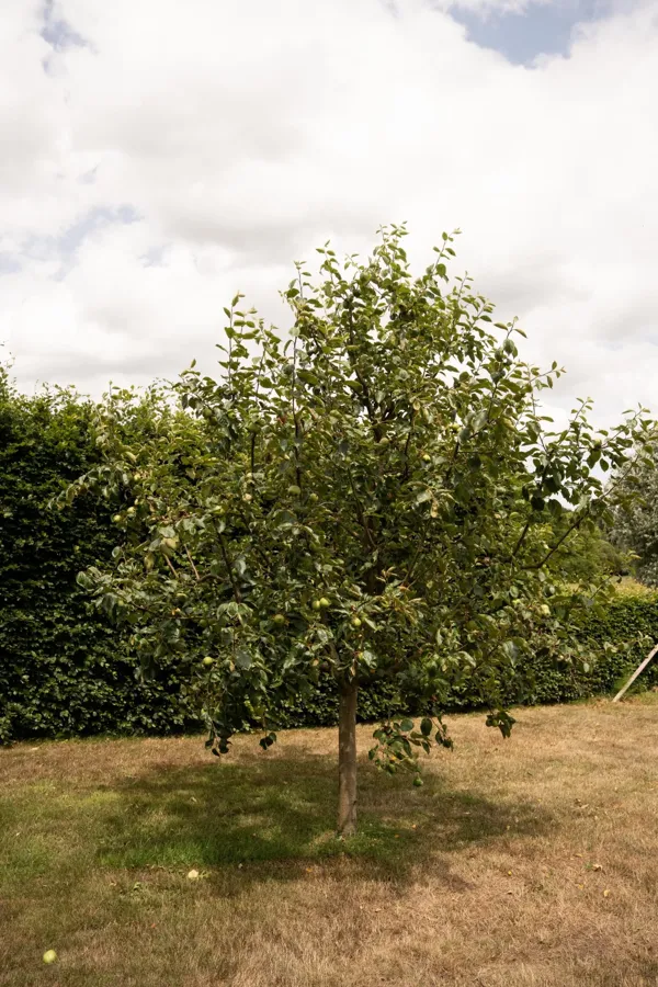 Fruitbomen op de kwekerij
