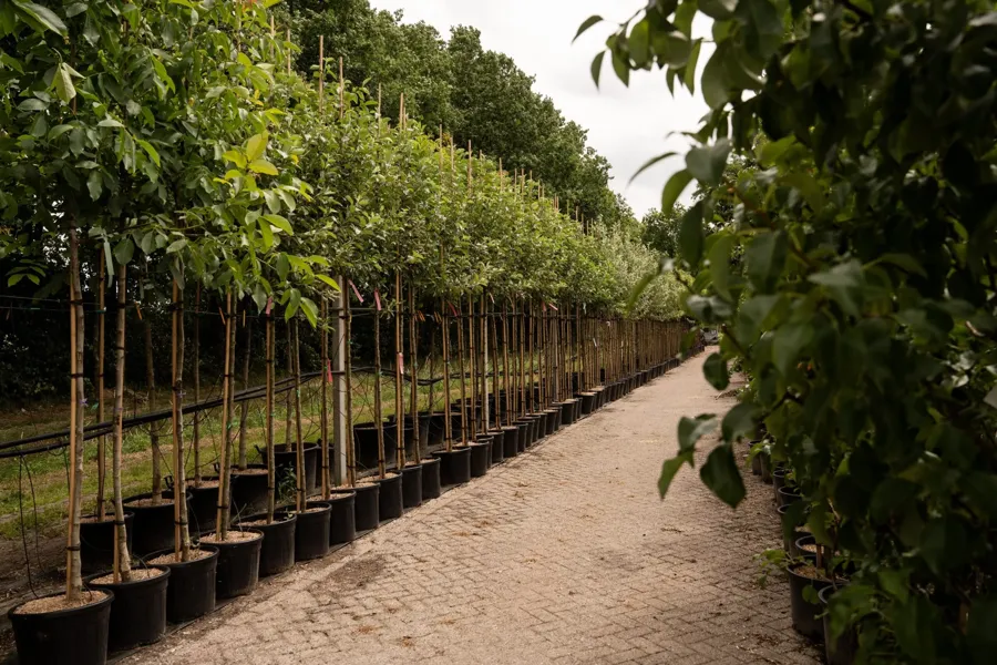 Hoogstam appelbomen in pot