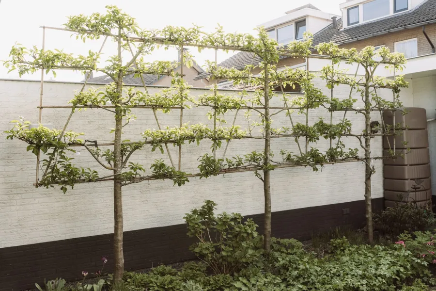 Leibomen langs een muur