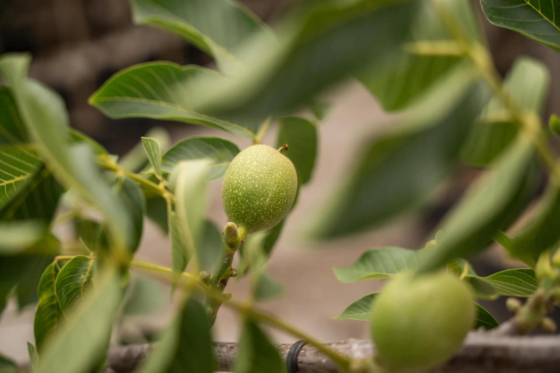Kastanje fruitboom