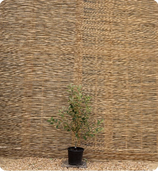Patio fruitboom