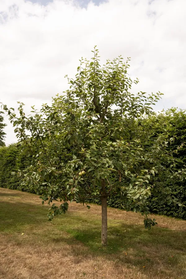 Fruitboomgaard