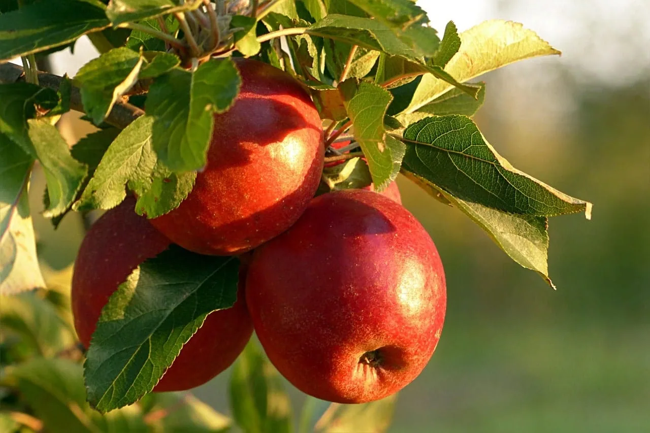 Appel fruitboom