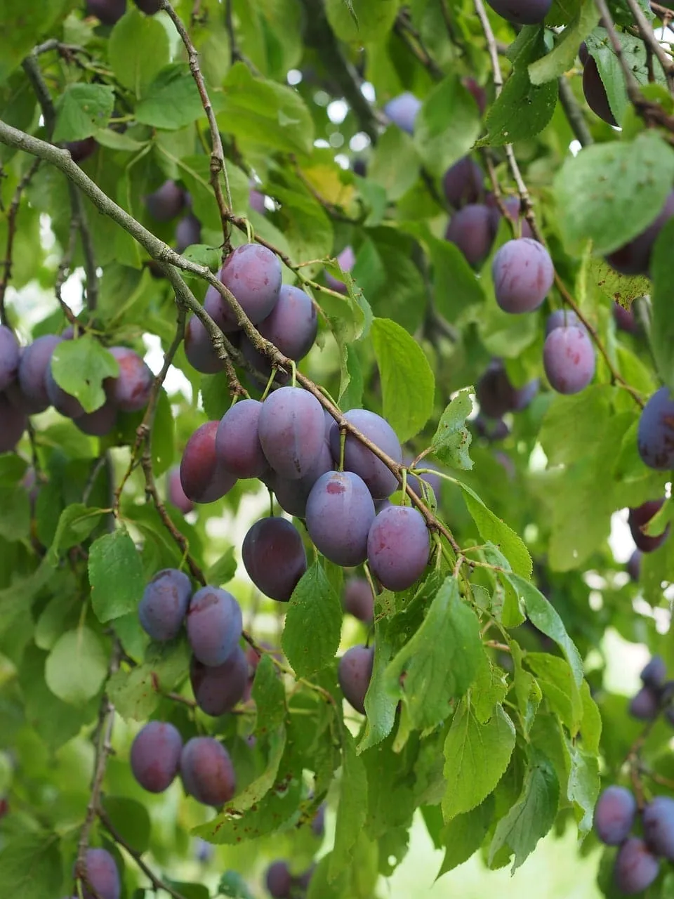 Pruim fruitboom