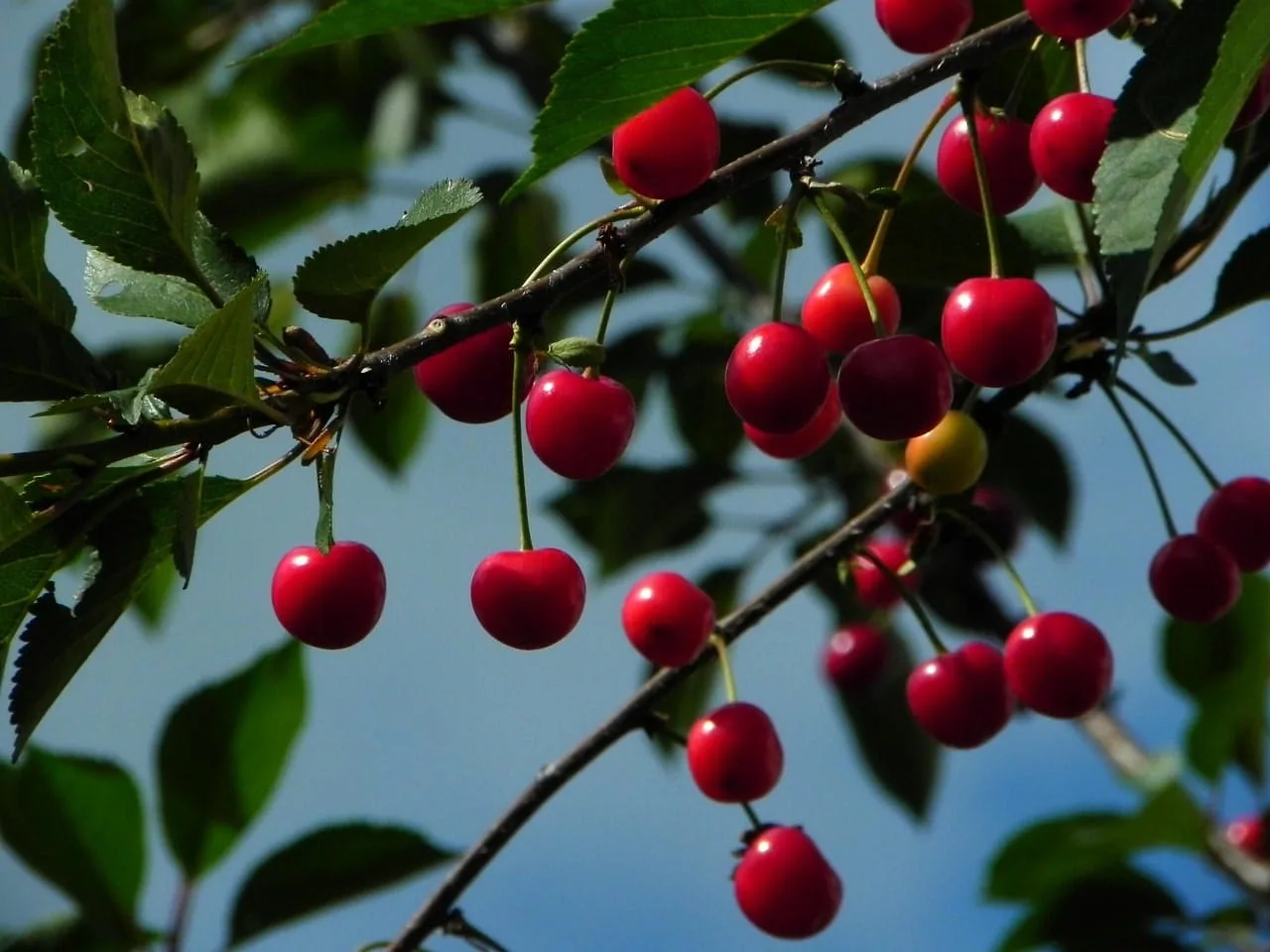 Kers fruitboom