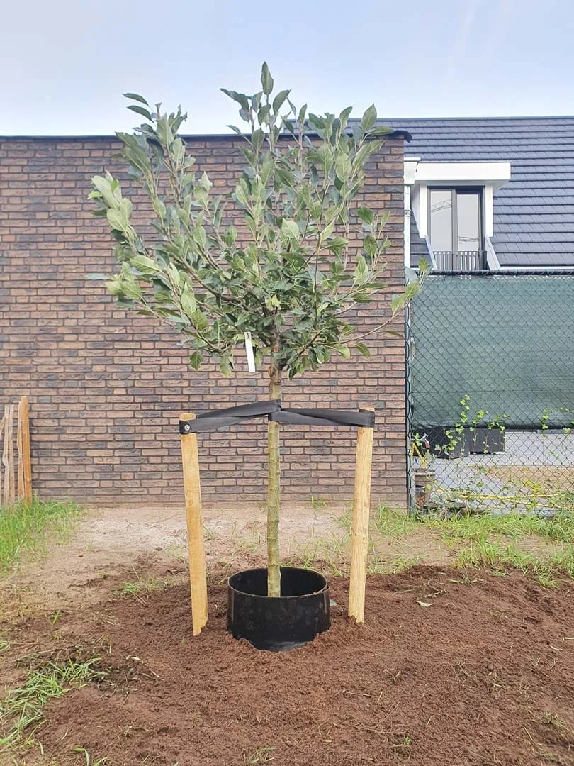 Halfstam fruitbomen op de kwekerij